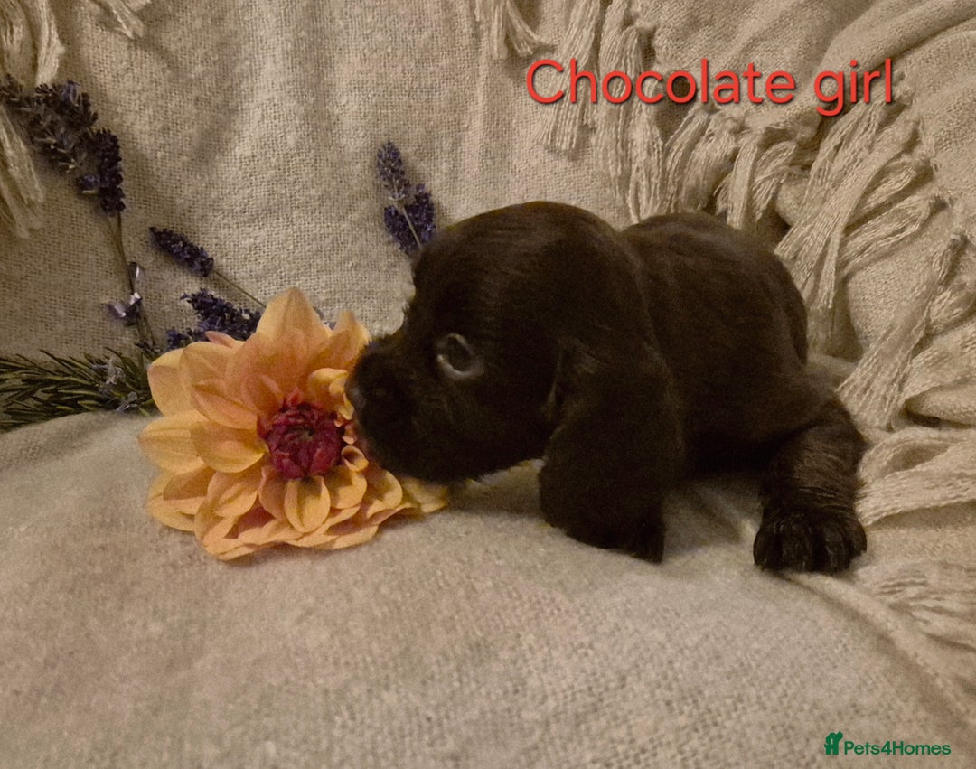 Cocker Spaniel dogs for sale: Exceptional KC Reg Working Cocker Spaniel Puppies - Image 9