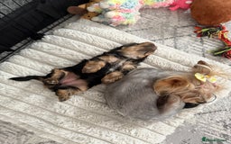 Yorkshire Terrier dogs for sale: Adorable Yorkshire Terrier Puppy for Sale - Image 7