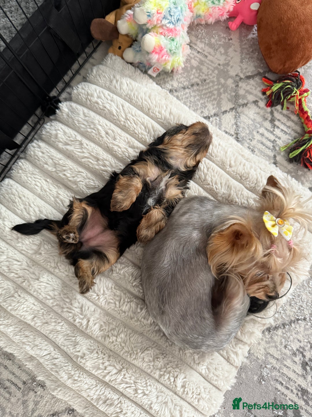 Yorkshire Terrier dogs for sale: Adorable Yorkshire Terrier Puppy for Sale - Image 7