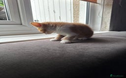 Mixed Breed cats for sale: 3 gorgeous ginger kittens READY NOW - Image 9
