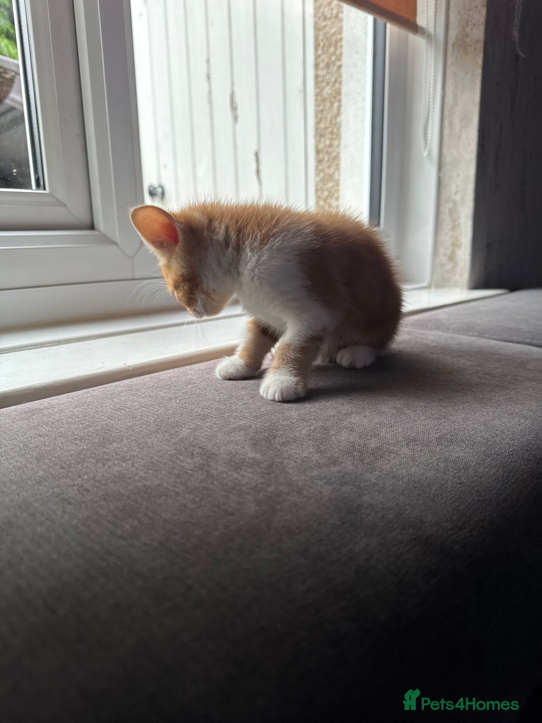 Mixed Breed cats for sale: 3 gorgeous ginger kittens READY NOW - Image 9