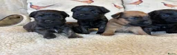 Mixed Breed dogs for sale: Cairn x Patterdale  - Advert 13