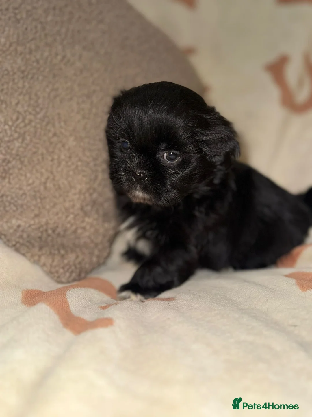 Shih Tzu dogs for sale: Stunning Black Shih Tzu Puppies - Advert 31
