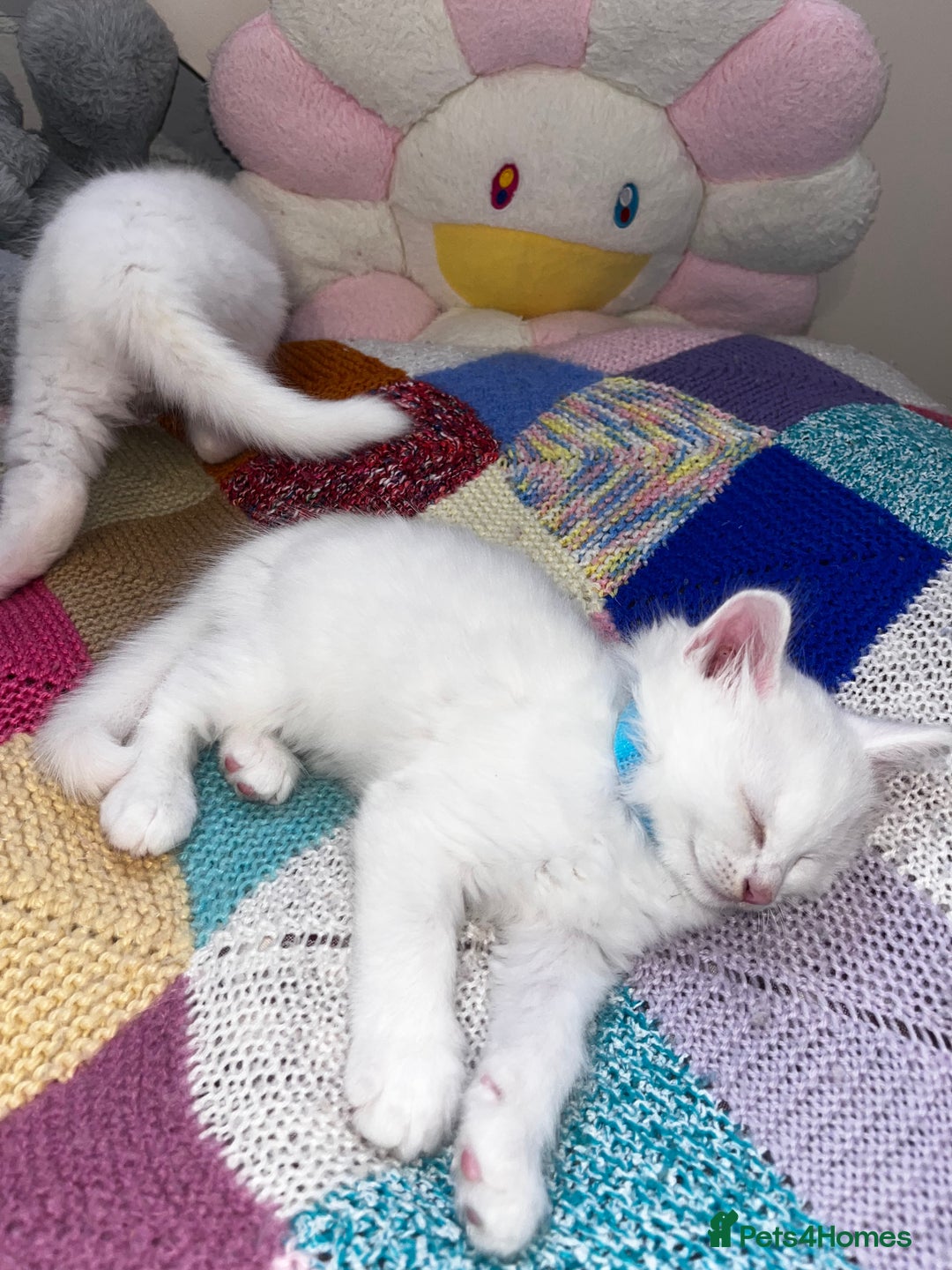 Turkish Angora cats for sale: Turkish Angora Longhair kittens - Advert 18