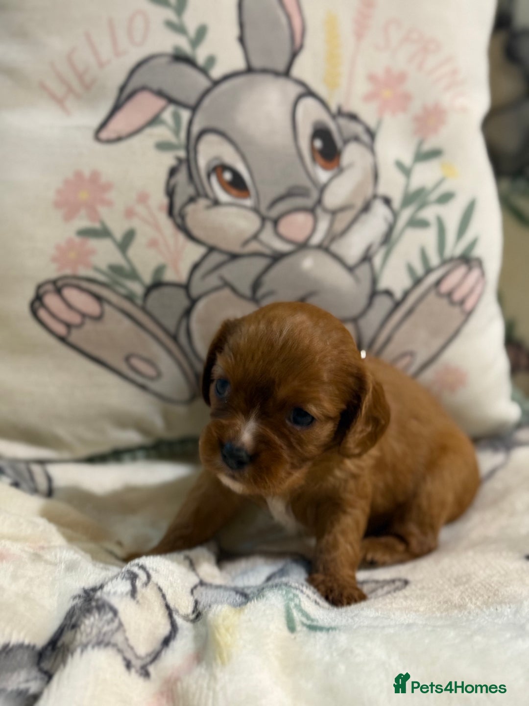 Cavalier King Charles Spaniel dogs for sale: Stunning DNA clear cavalier pups ready 2026 - Advert 20