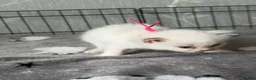 Ragdoll cats for sale: GCCF RAGDOLL KITTENS - Advert 7