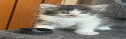 Mixed Breed cats for sale: Stunning Maine coon cross ragdoll kittens ready - Advert 6