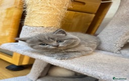 British Shorthair cats for sale: Adorable British blue Shorthair Kittens  - Image 16