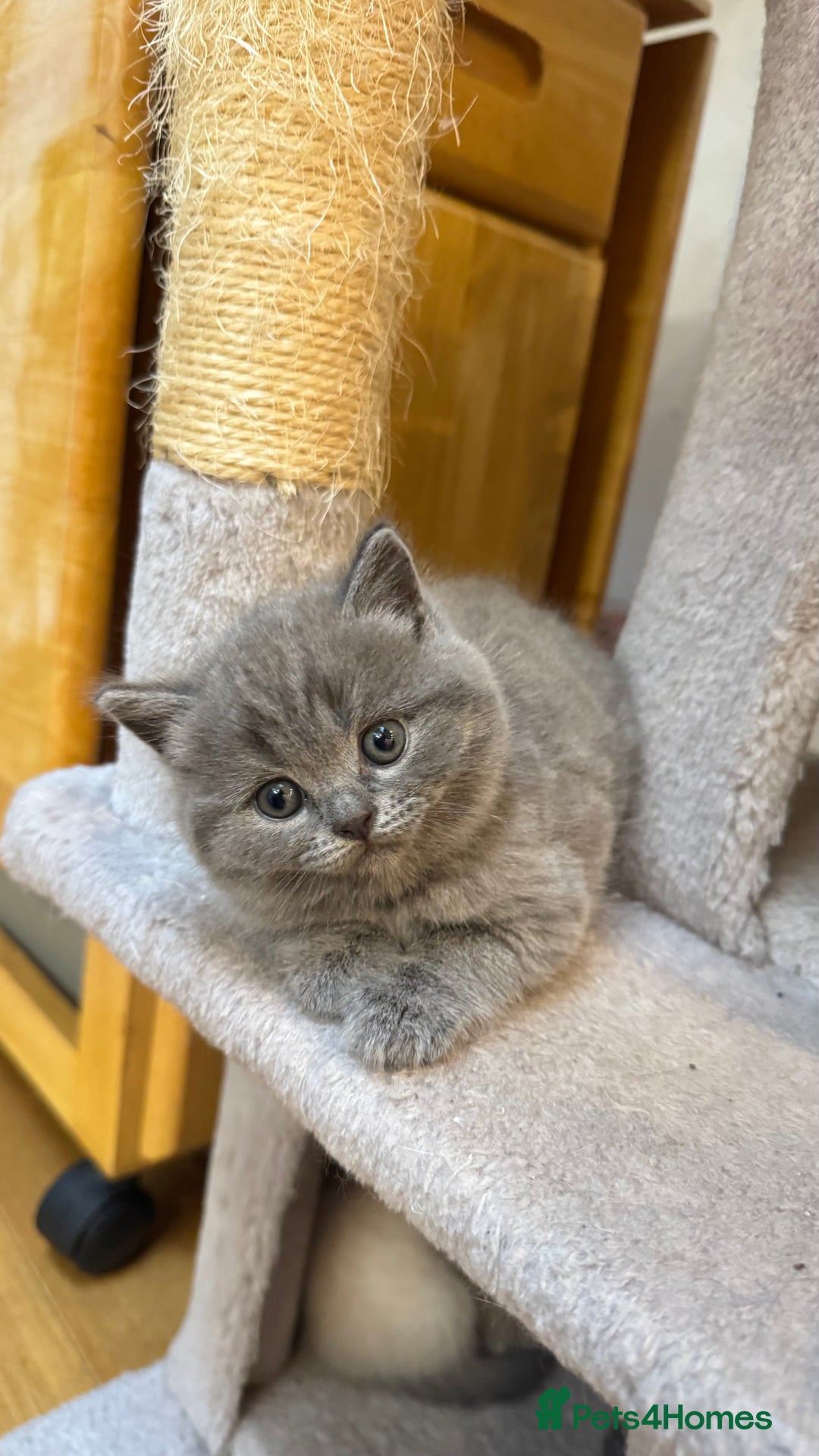 British Shorthair cats for sale: Adorable British blue Shorthair Kittens  - Image 16