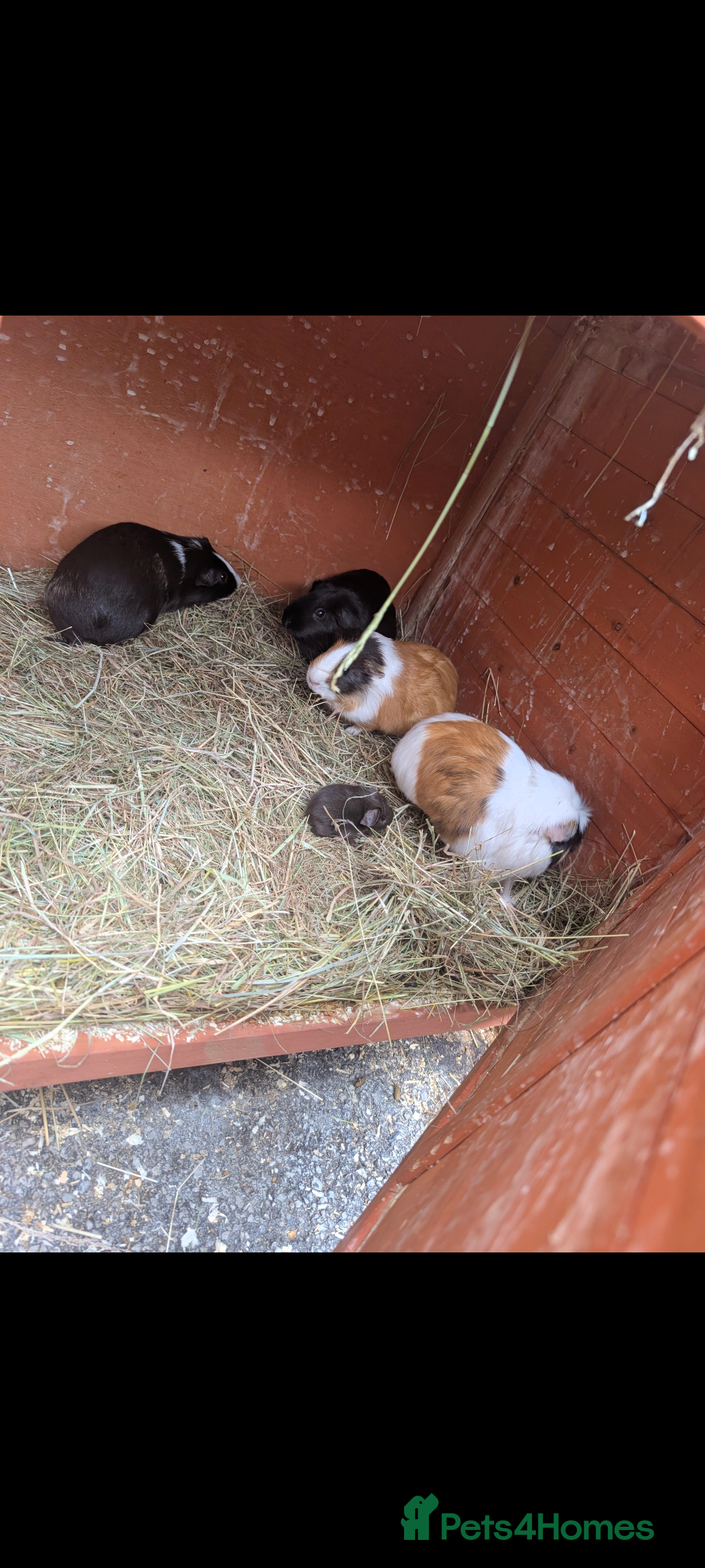 Guinea Pig rodents for sale: 4 female guinea pigs available  - Advert 2