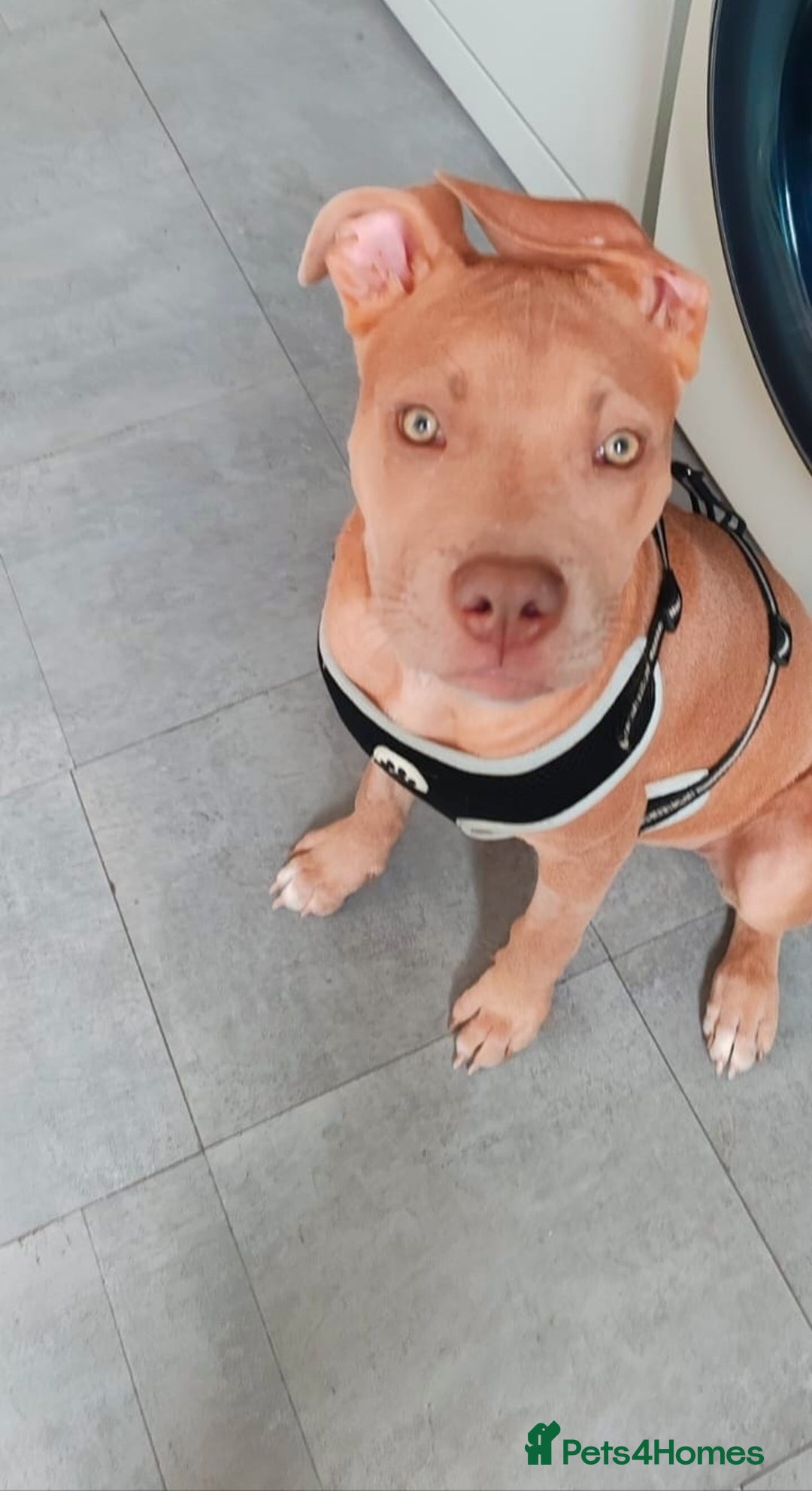 Mixed Breed dogs for sale: 10 month pup looking for forever loving home  - Advert 8