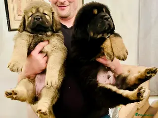 Tibetan Mastiff dogs Giant pedigree Tibetan mastiff puppies!! - Advert 1