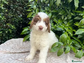 Bordoodle dogs F1 extensive genetic testing/full refund guarantee - Advert 18