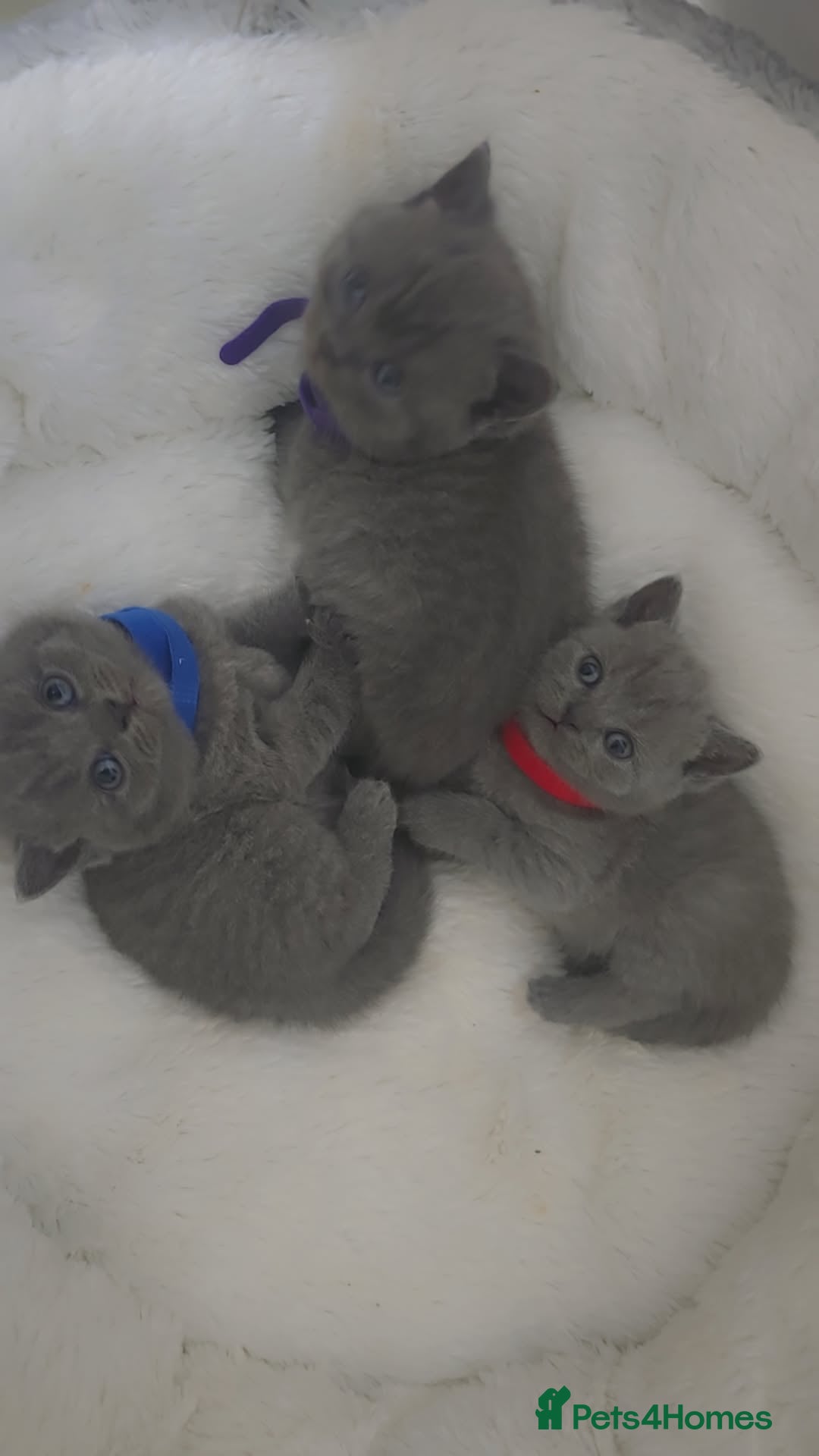 British Shorthair cats for sale: British shorthair  - Image 5