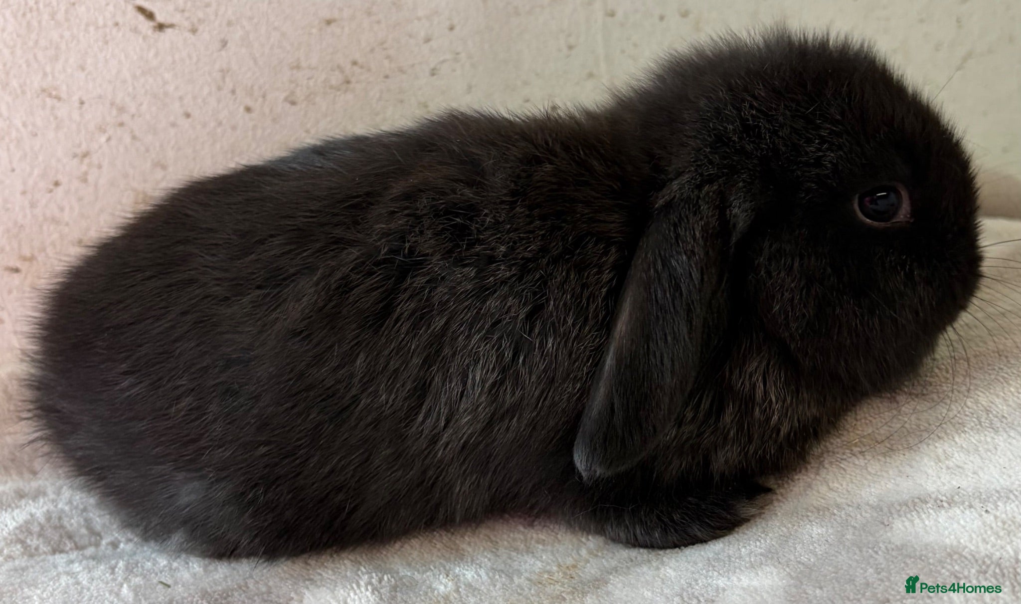 Mini Lop rabbits ONLY TWO MALES REMAINING!!  - Advert 2