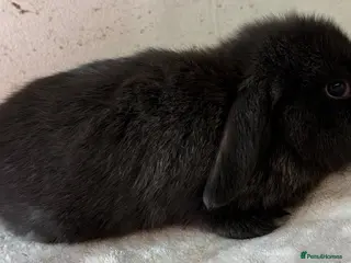 Mini Lop rabbits ONLY TWO MALES REMAINING!! - Advert 2