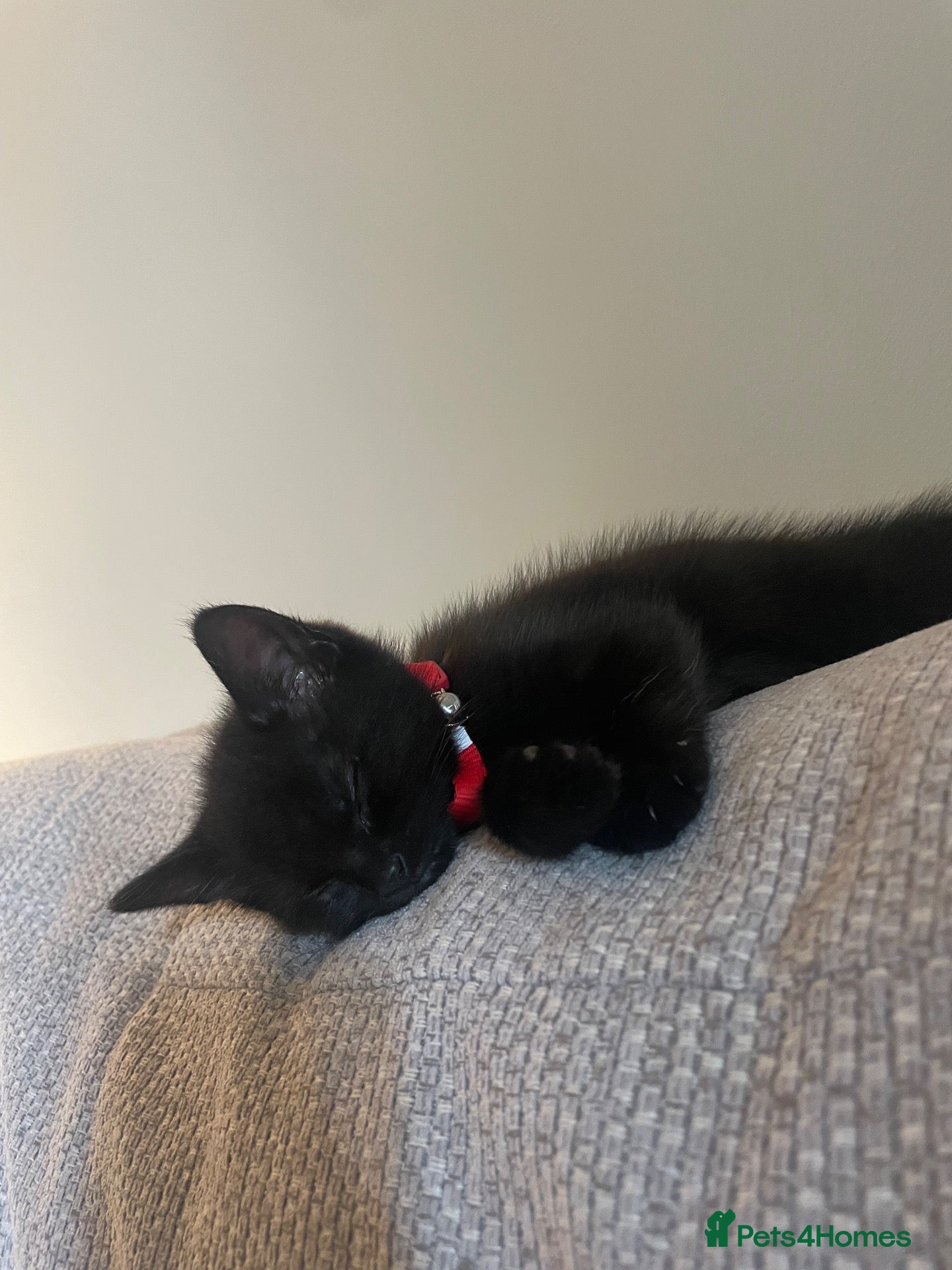Mixed Breed cats Kitten for rehoming  - Advert 5