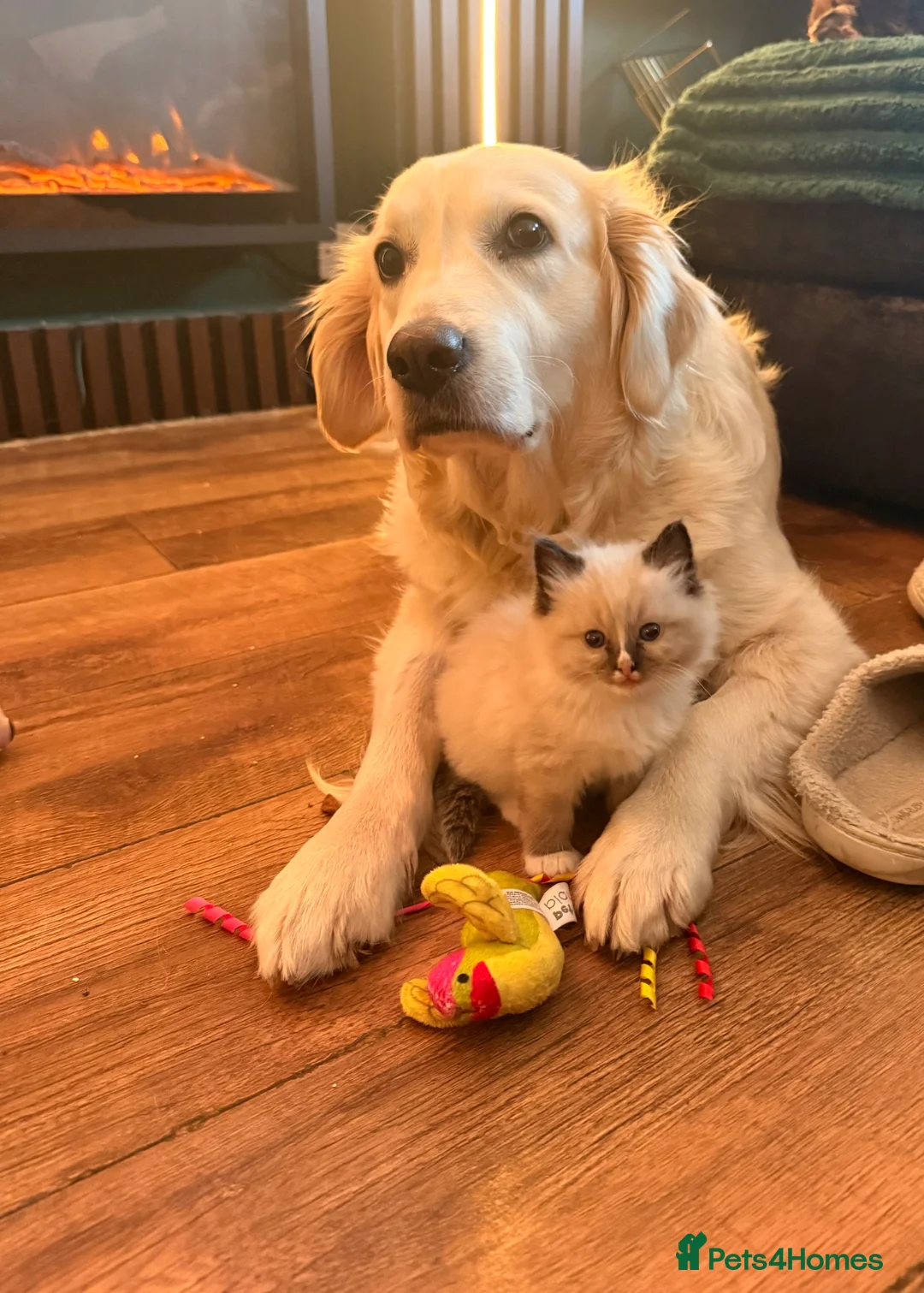 Ragdoll cats for sale: Stunning Ragdoll kittens  in Matlock - Advert 12