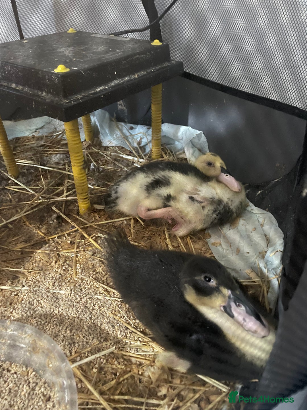 Ducks poultry for sale: 7 week old ducks  - Advert 3