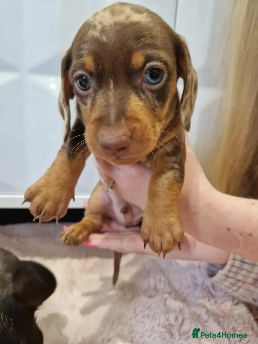 Miniature Dachshund dogs for stud: Proven KCReg Chocolate & Tan Dapple Dachshund Stud - Advert 15