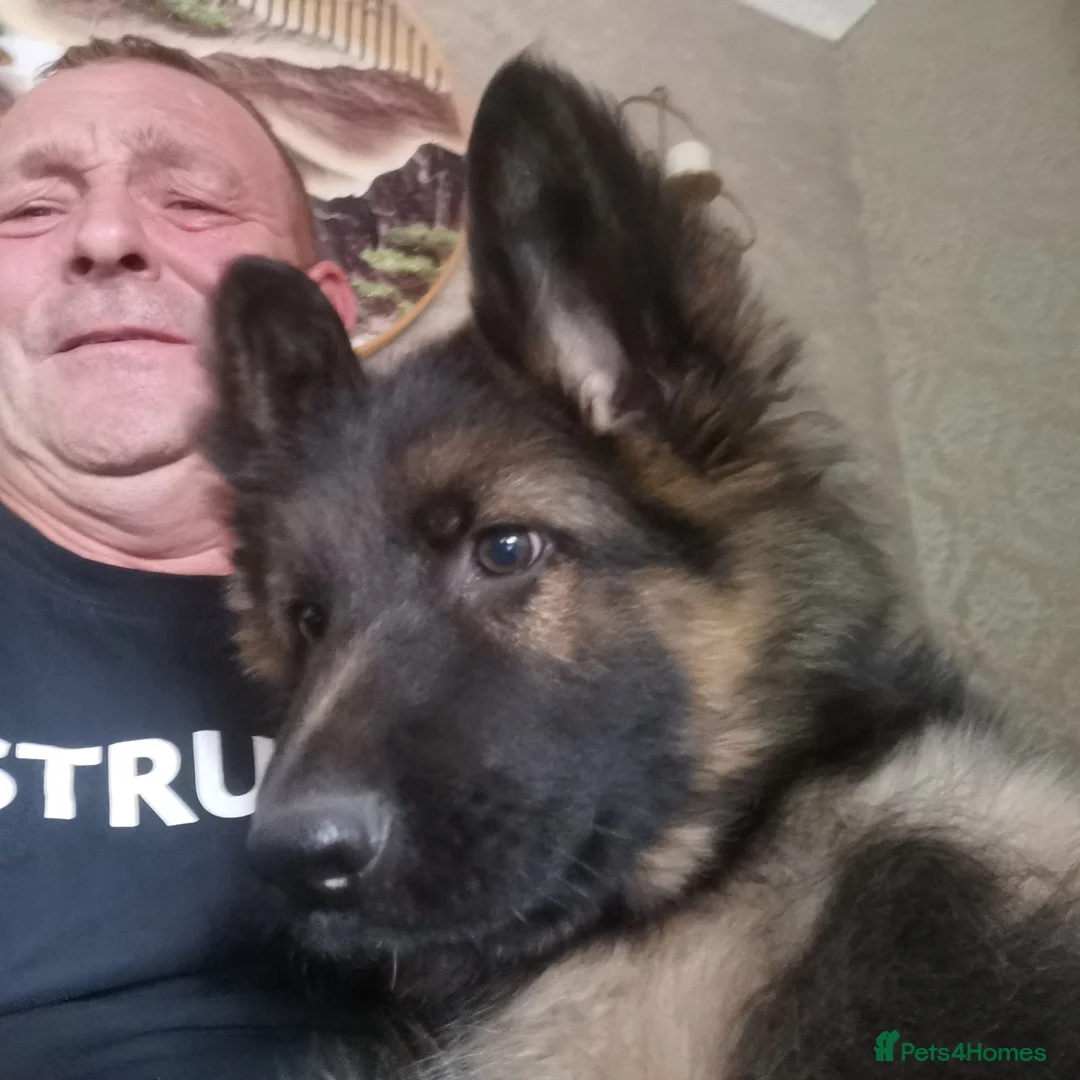 German Shepherd dogs for sale: German shepherd puppies - Advert 1