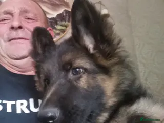 German Shepherd dogs German shepherd puppies - Advert 14
