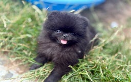 Pomeranian dogs for sale: TINY BLACK POMERANIAN PUPPIES ALERT - Image 11