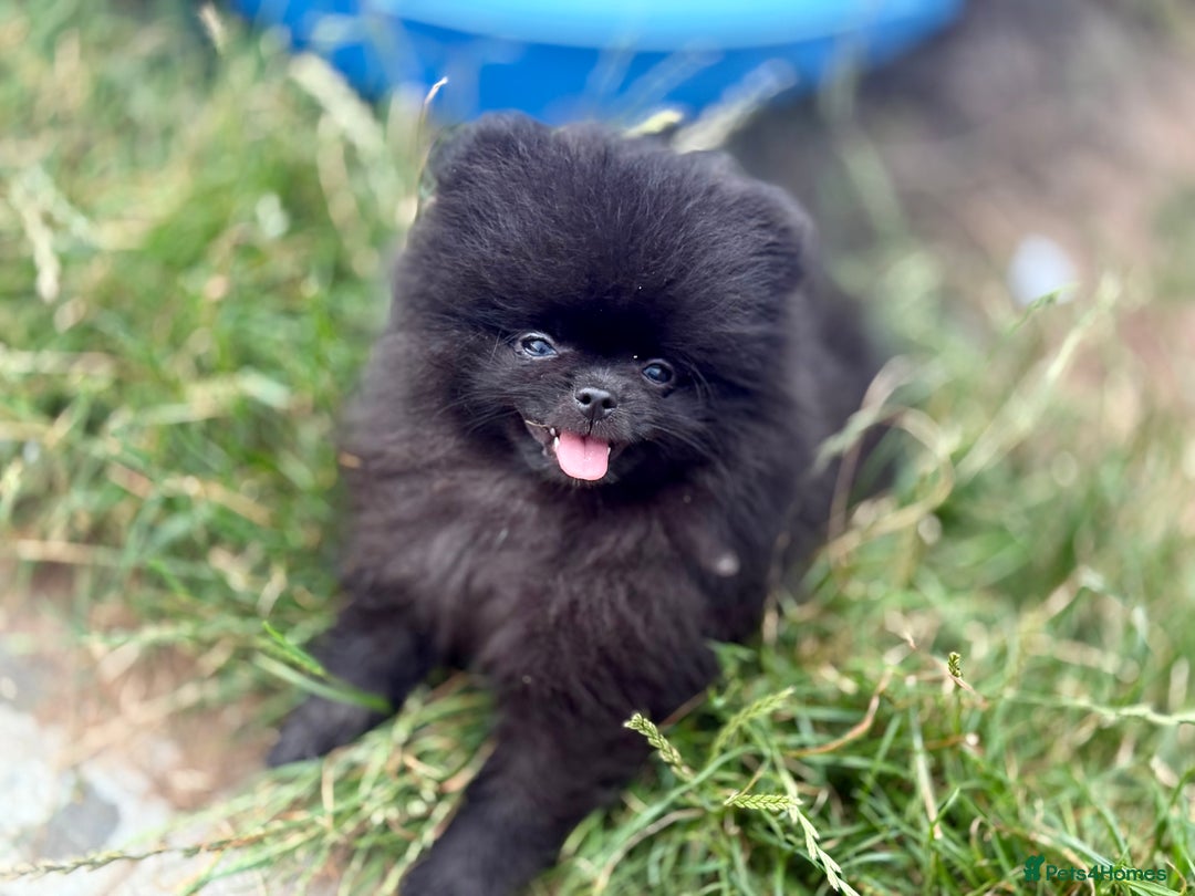 Pomeranian dogs for sale: TINY BLACK POMERANIAN PUPPIES ALERT - Image 11