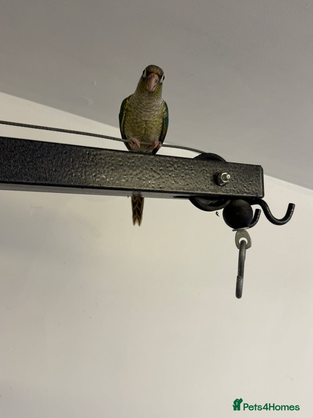 Lorikeets birds for sale: Hand fed baby conures for sale rare breed - Image 10