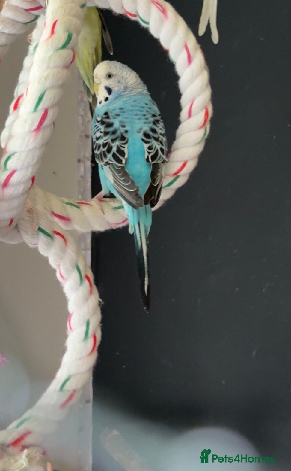 Budgerigars birds Budgie for sale between 6-10 months old  - Advert 20