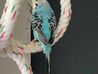 Budgerigars birds Budgie for sale between 6-10 months old - Advert 20