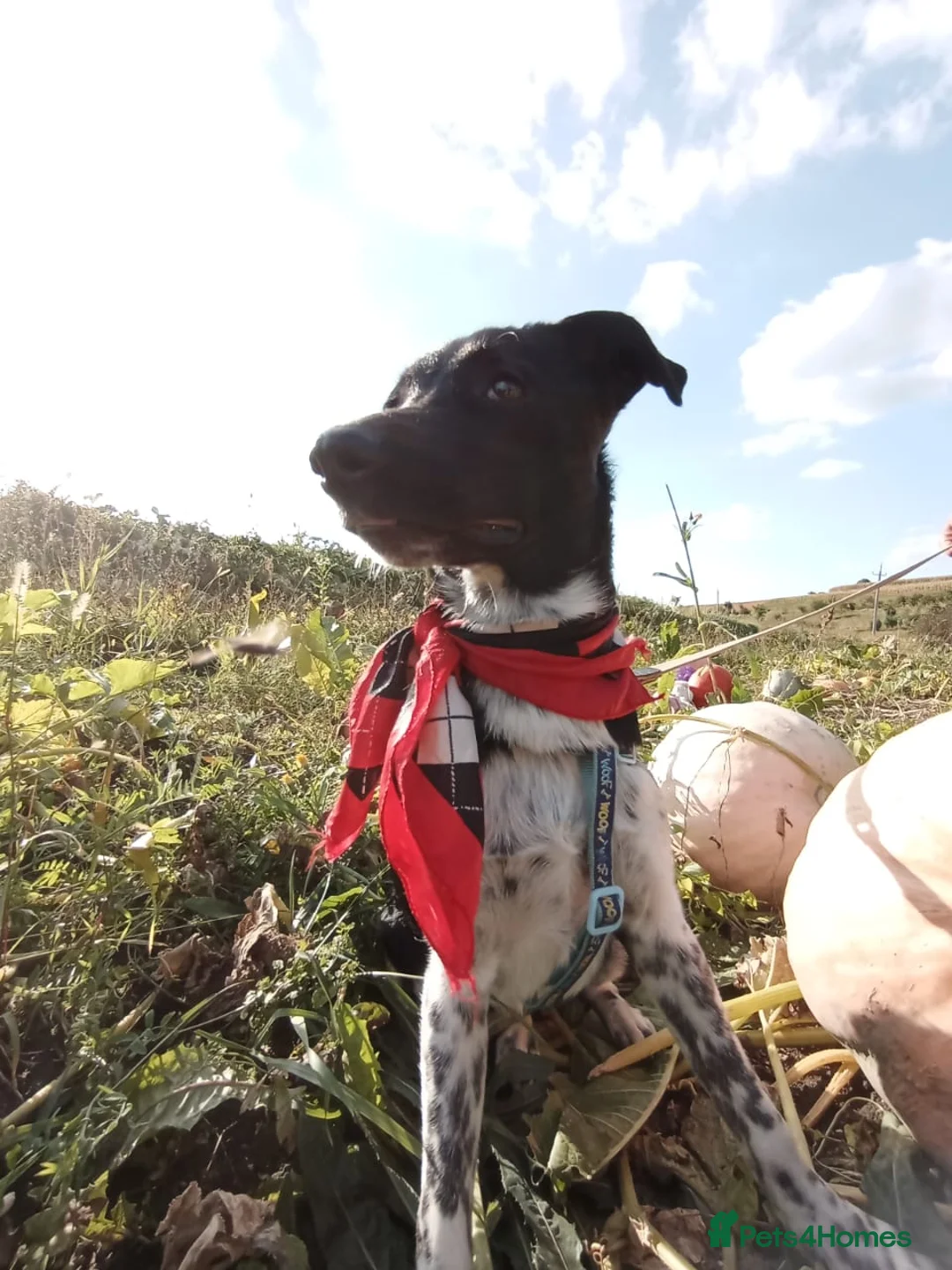 Mixed Breed dogs for adoption: ❤️GEMMIE❤️1yo girl, who chose life, people and fun - Advert 5