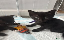 Mixed Breed cats for sale: 4 beautiful kittens - Image 12