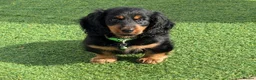 Dachshund dogs for sale: Ready now-1 Outstanding boy available🖤🐶❤️ - Advert 1
