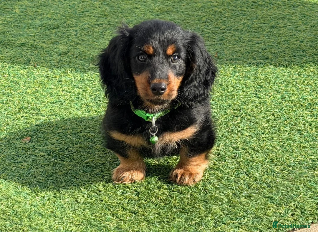 Dachshund dogs for sale: Ready now-1 Outstanding boy available🖤🐶❤️ - Advert 1