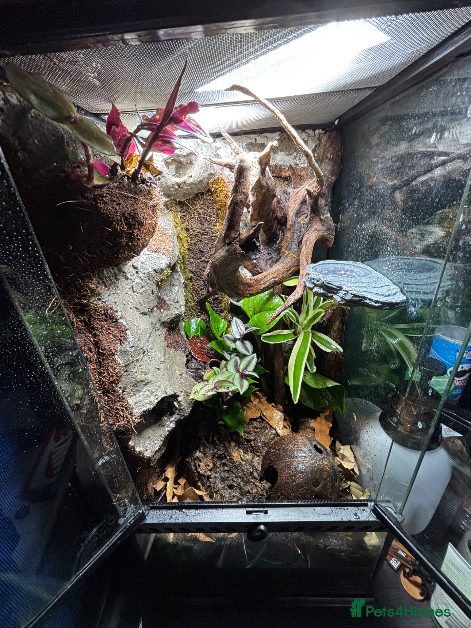 Gecko reptiles 4 Mourning geckos + vivarium - Advert 9