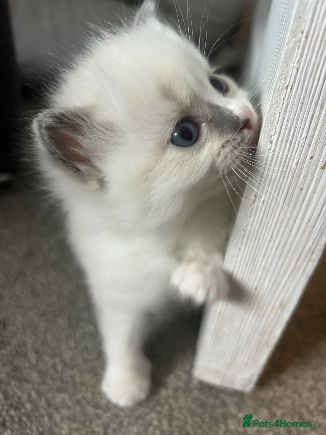 Ragdoll cats for sale: Pure Ragdoll kittens in Kendal - Advert 2