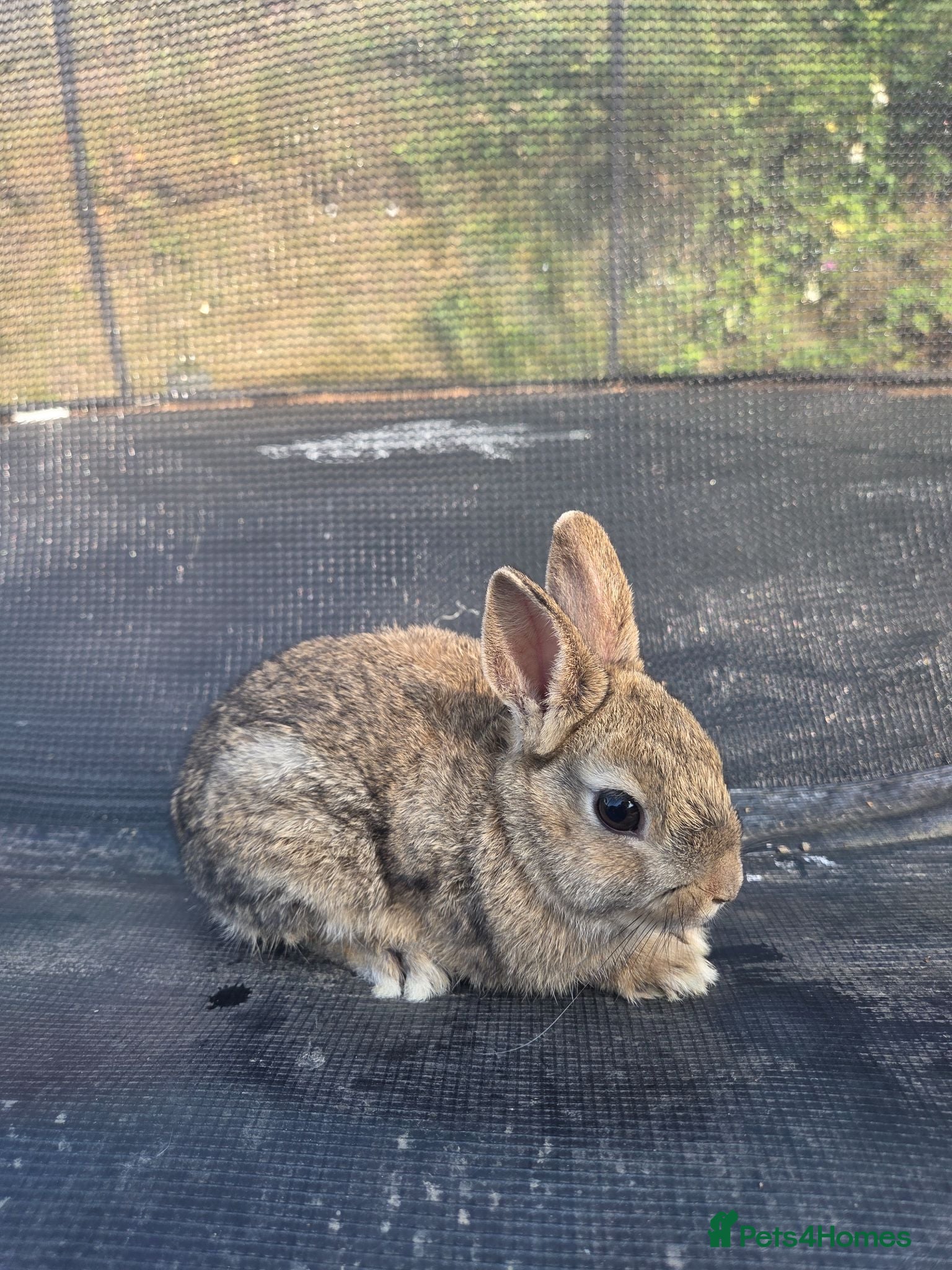 Netherland Dwarf rabbits Netherland Dwarf Agouti - Advert 4