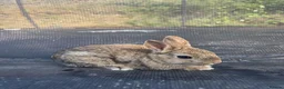 Netherland Dwarf rabbits for sale: Netherland Dwarf Agouti - Advert 1