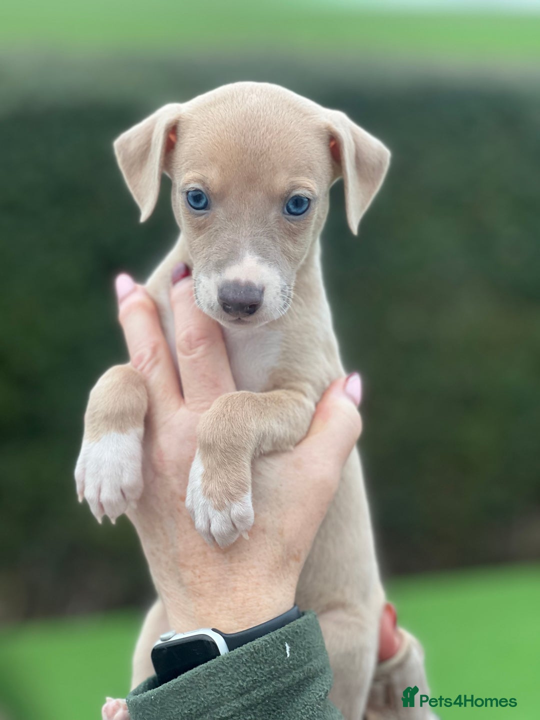 Whippet dogs for sale: Top Quality Whippet Puppies  - Advert 6