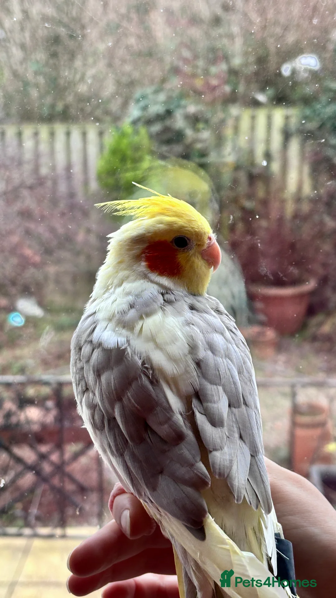 Cockatiels birds for sale: Tame Male Cockatiel (Under 1 Year)  - Advert 2