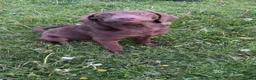 Labrador Retriever dogs for sale: Chocolate lab bitch for sale - Advert 3