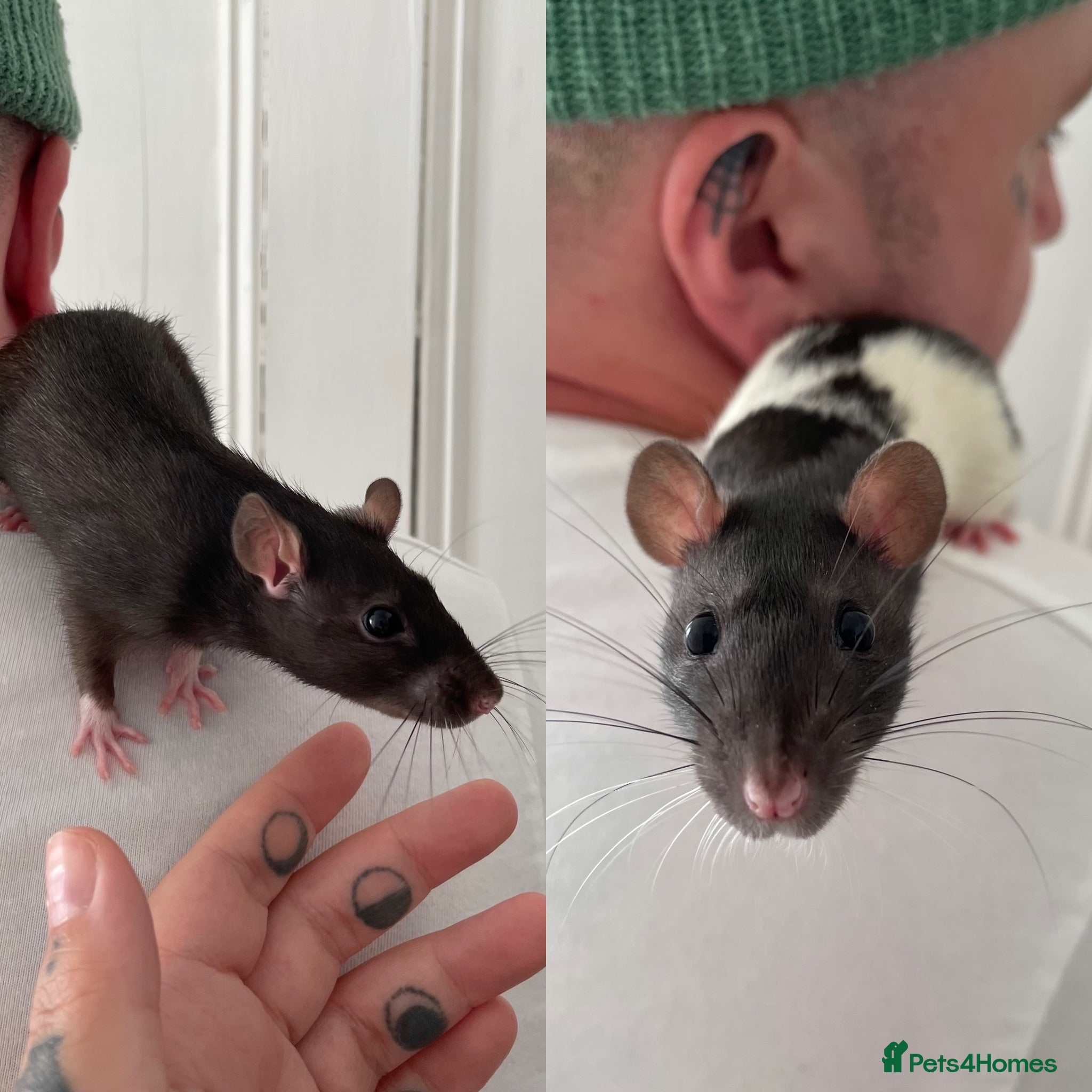 Rat rodents 2 Beautiful female rats looking to join a mischief - Advert 8
