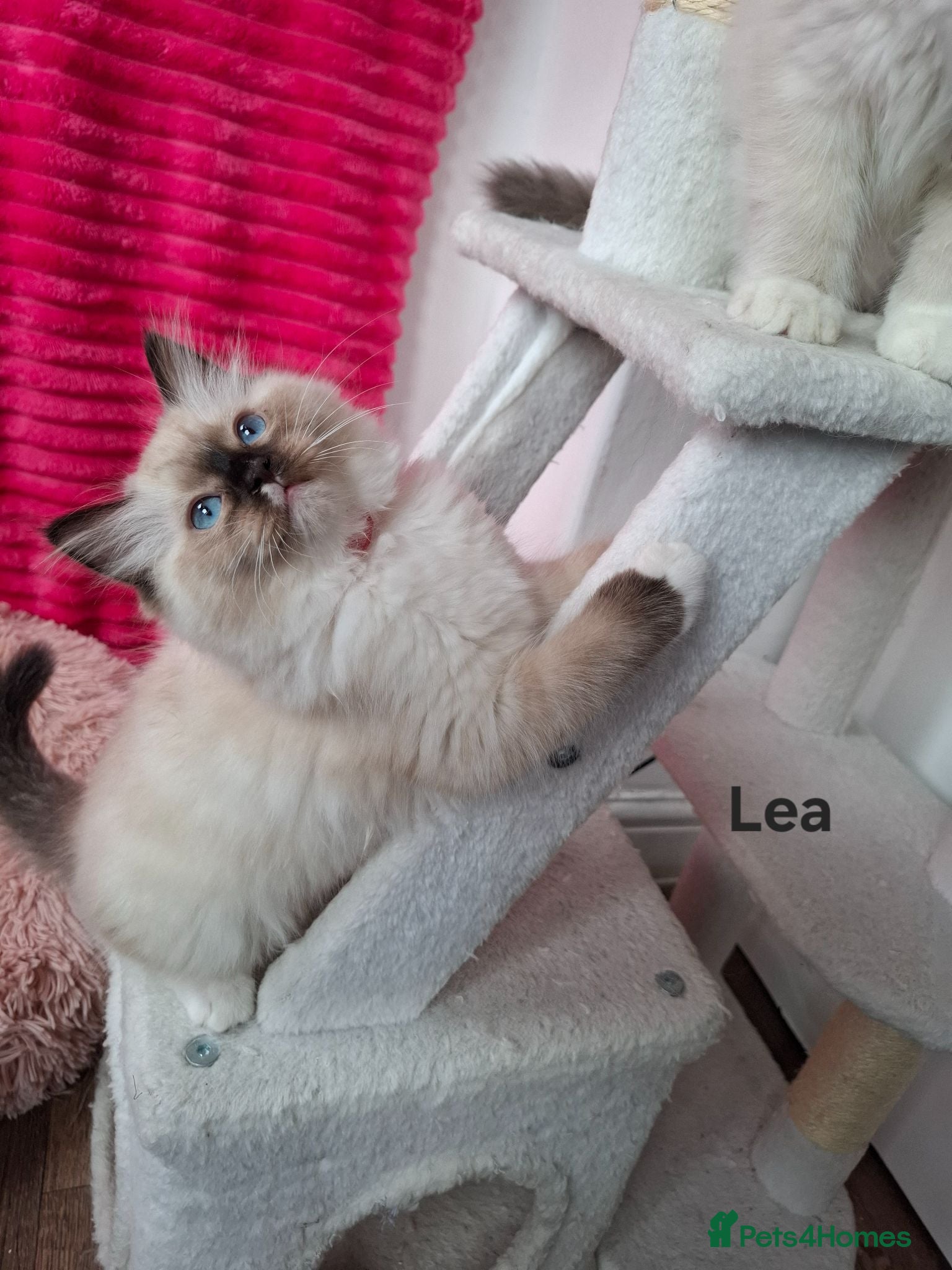 Ragdoll cats Purebread Ragdoll Kittens - TICA YORKSHIRE - Advert 1