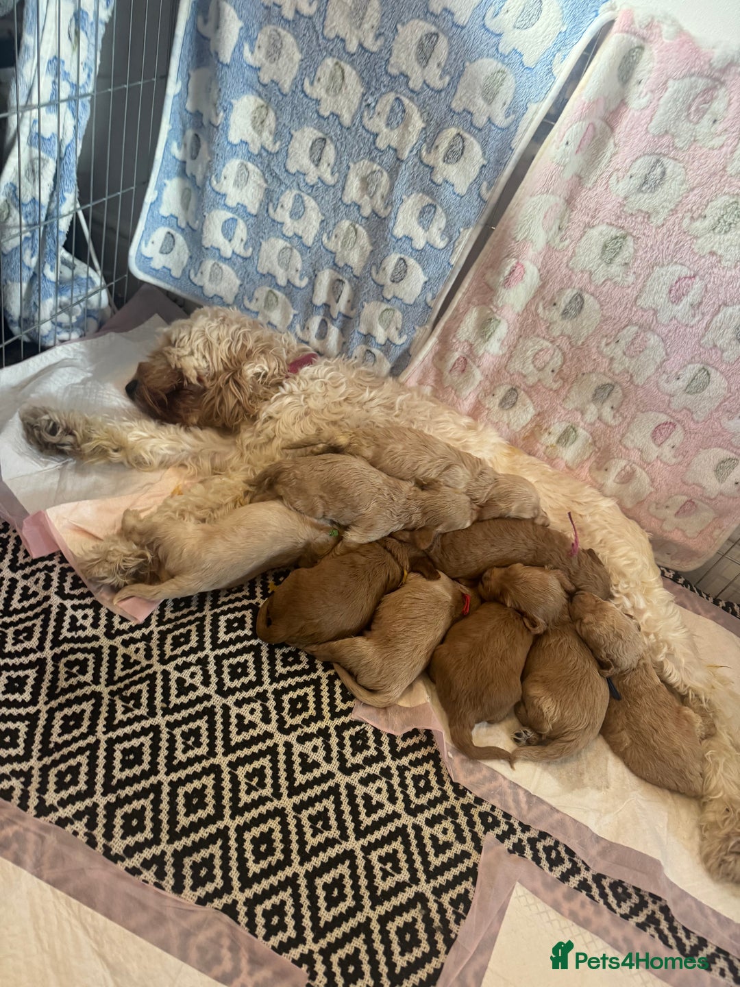 Cockapoo dogs for sale: Cockapoo Puppies  - Advert 18