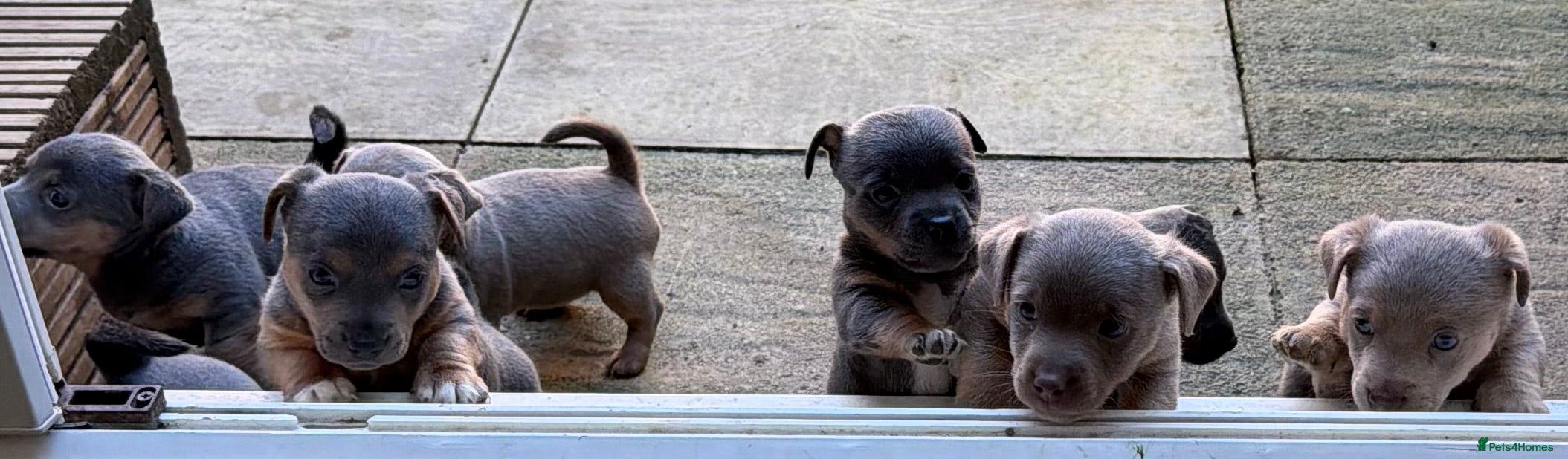 Jack Russell dogs Jack Russell Puppies - Advert 10