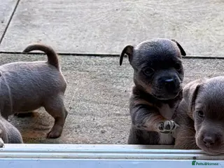 Jack Russell dogs Jack Russell Puppies - Advert 8