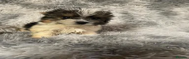 Biewer Terrier 1
