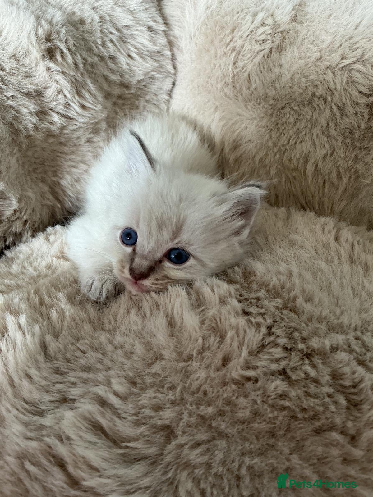 Ragdoll cats Gorgeous full ragdoll kittens  - Advert 12