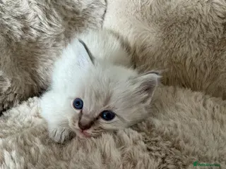 Ragdoll cats Gorgeous full ragdoll kittens - Advert 12